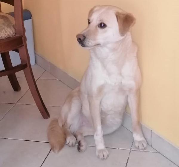 Nuvola Buonissima Cagnolina Taglia Media